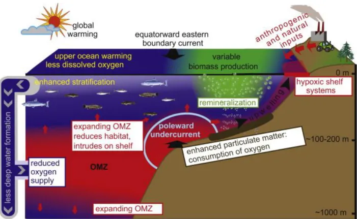 Fig. I. 2.3. Schematic of interactions of open ocean oxygen minimum zones (OMZ, red) with  hypoxic shelf systems and dead zones (Diaz and Rosenberg, 2008) on continental shelves of  eastern ocean boundaries