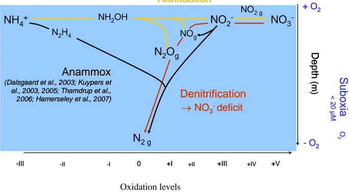 Fig.  I.  2.4.  Influence  of  OMZs  on  the  nitrogen  cycle.  Comparison  of  nitrogen  involved  processes in oxic and anoxic waters (Paulmier, com