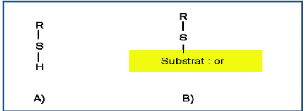 Figure C.1.1 : Schéma représentant A) la molécule thiol et B) le thiol sur un substrat d’or