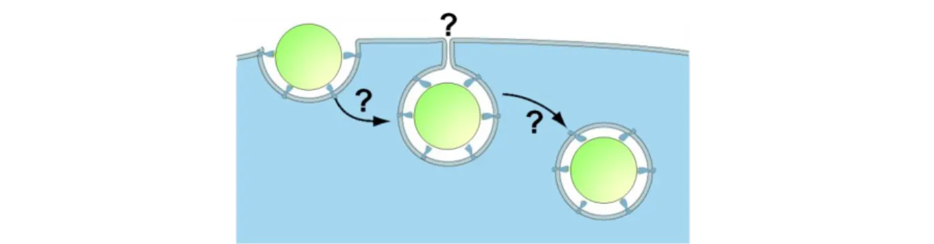 Figure I- 9 : Schéma d’internalisation d’une particule par voie d’endocytose indépendante de clathrines, des  cavéoles, et différente de la macropinocytose