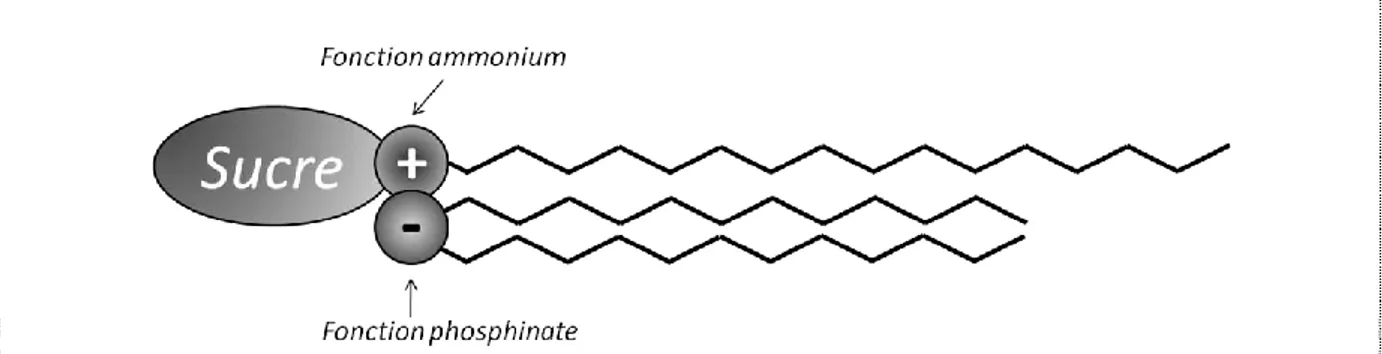 Figure II- 2 : Représentation schématique d’un tensioactif catanionique tricaténaire dérivé de sucre