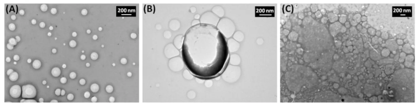 Figure II- 10 : Clichés de MET du TriCat12 à 1 x 10 -4 M : (A) dans l’eau, (B) en milieu tampon PBS, (C) dans le  tampon P