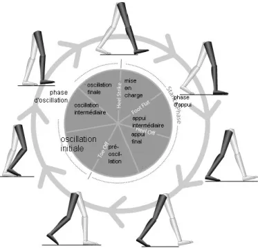 Figure 10 : Les phases de la marche et notamment la phase d’oscillation, (Whittle, 2007) 