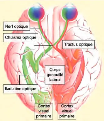 Figure 6 : Chemin parcouru par l’information issue   du champ visuel gauche et droit pour chaque œil