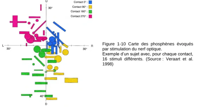 Figure  1-10  Carte  des  phosphènes  évoqués  par stimulation du nerf optique.  