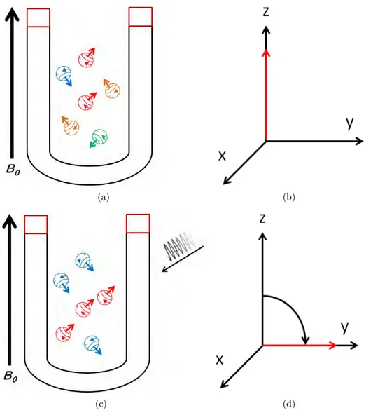 Figure 1.4 – Au repos, les spins sont majoritairement parall` eles et leur rotation transversale est d´ ephas´ ee (Fig