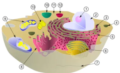 Figure 1.1. Structure d’une cellule animale eucaryote typique  