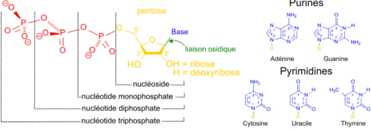 Figure 1.2. Structure des nucléotides 