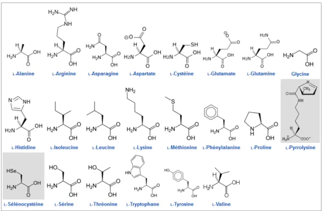 Figure 1.3. Structure des 22 acides aminés  