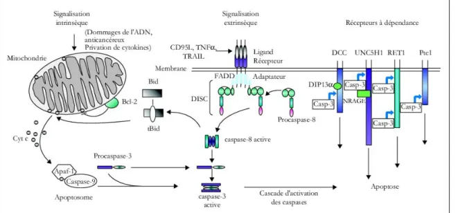 Figure 1.4. Mécanismes intracellulaires de régulation de l’apoptose  