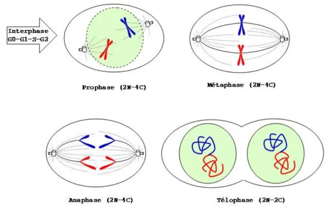 Figure 1.5. Les étapes du cycle cellulaire : la mitose  