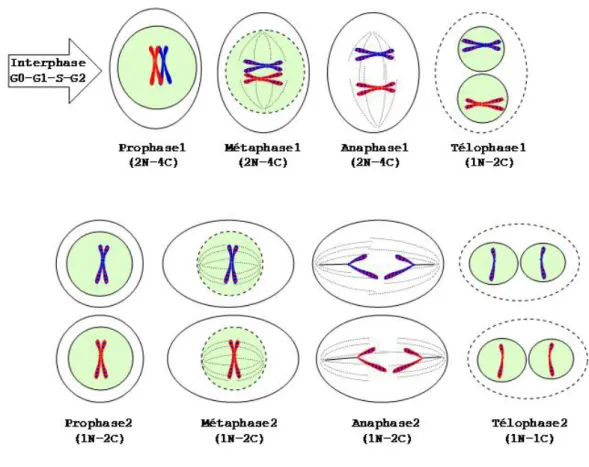 Figure 1.6. Les étapes du cycle cellulaire : la méiose 