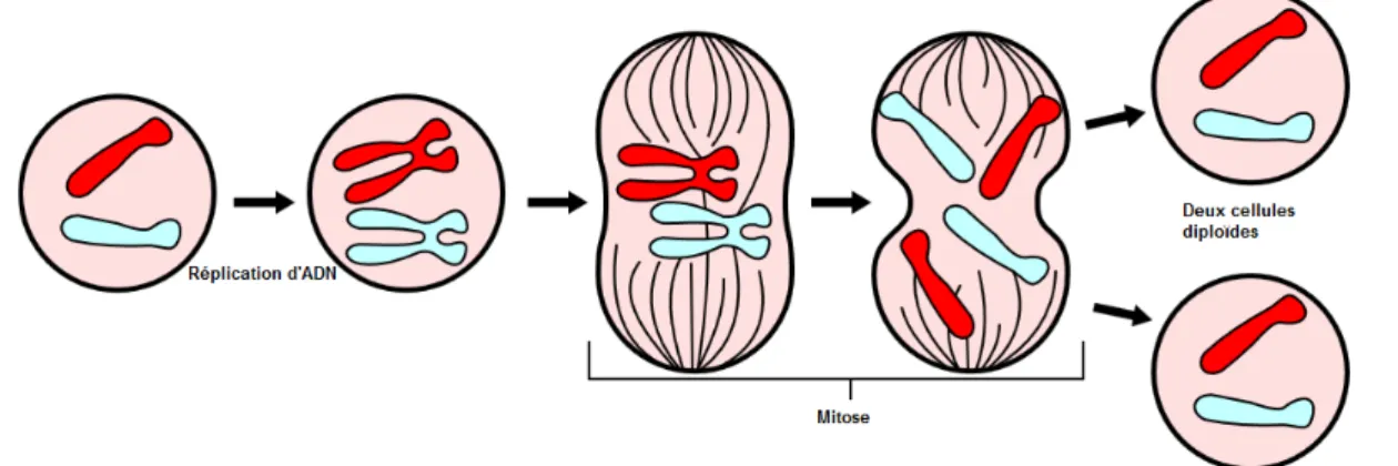 Figure 1.7. Division des chromosomes dans un noyau cellulaire  