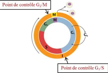 Figure 1.9. Cycle cellulaire avec des points de contrôle  