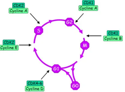 Figure 1.10. Molécules régulant intervenant dans le cycle cellulaire chez les mammifères  