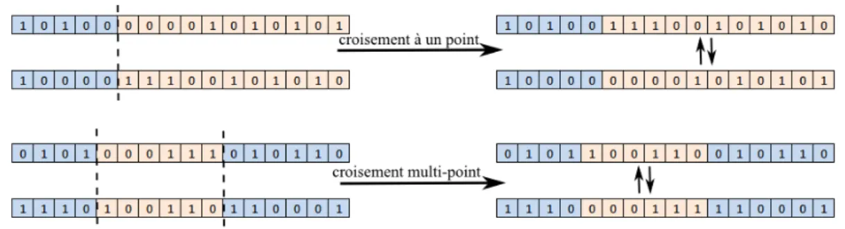 Figure 2.7 – Opérateurs de croisement pour les algorithmes génétiques.