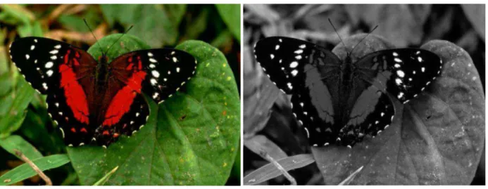 Fig.  2.1 - (a) Image originale en couleur. (b) Image en niveaux de gris 