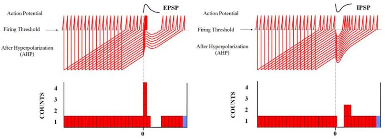 Figure 1.8 — Illustration of the effect of arrival of an EPSP (left) and an IPSP (right) on