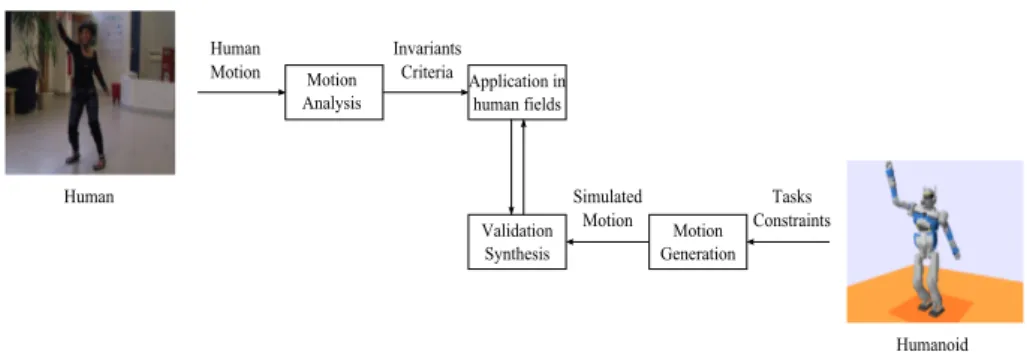 Figure 2.1: The modeling, analysis and synthesis loop relating humans to humanoids modeling and control