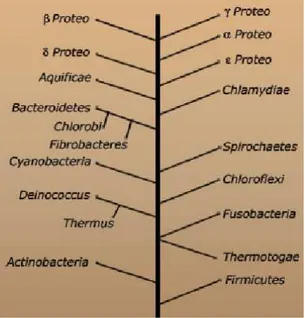 Fig. 1.10  L'arbre phylogénétique des diérents phyla ba
tériens (repris de