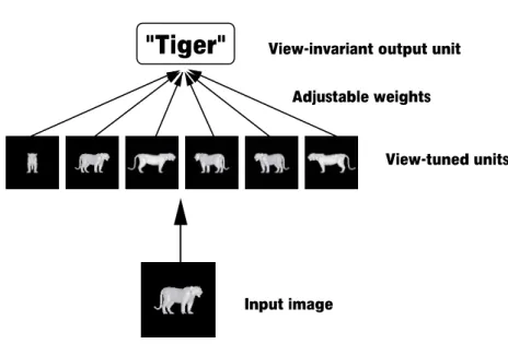 Fig. 1. Learning module schematics. (a) The general learning module. (b) A spe- spe-cific learning module: a classifier, trained to respond in a view-invariant manner to a certain object.