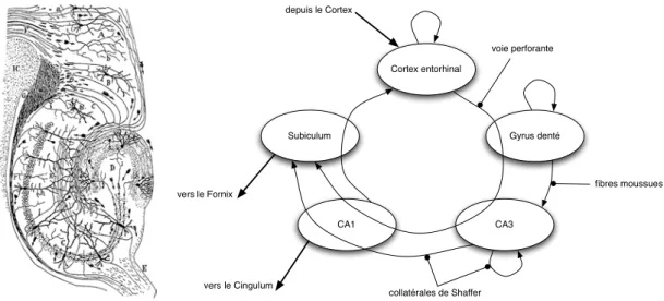 Fig. 2.7 – Anatomie de l’hippocampe [y Cajal 11]. L’information y est transmise au sein d’une boucle unidirectionnelle.