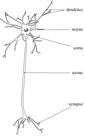 Fig. 3.2 – Schéma d’un neurone