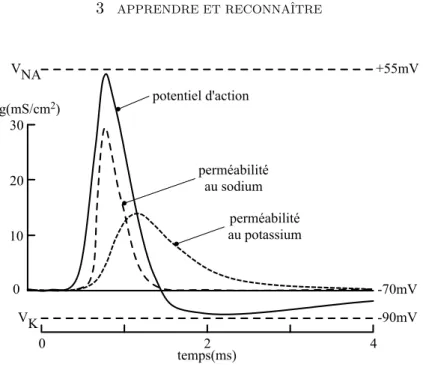 Fig. 3.4 – Evolution au cours du temps du potentiel d’action et des modifications de la perméabilité au sodium et au potassium