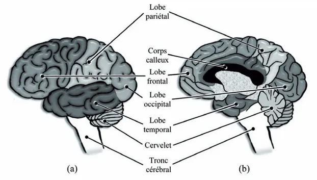 Fig. 1.1 – Anatomie externe de l’encéphale faisant apparaître le découpage en lobes. (a) face externe gauche, (b) face interne droite.