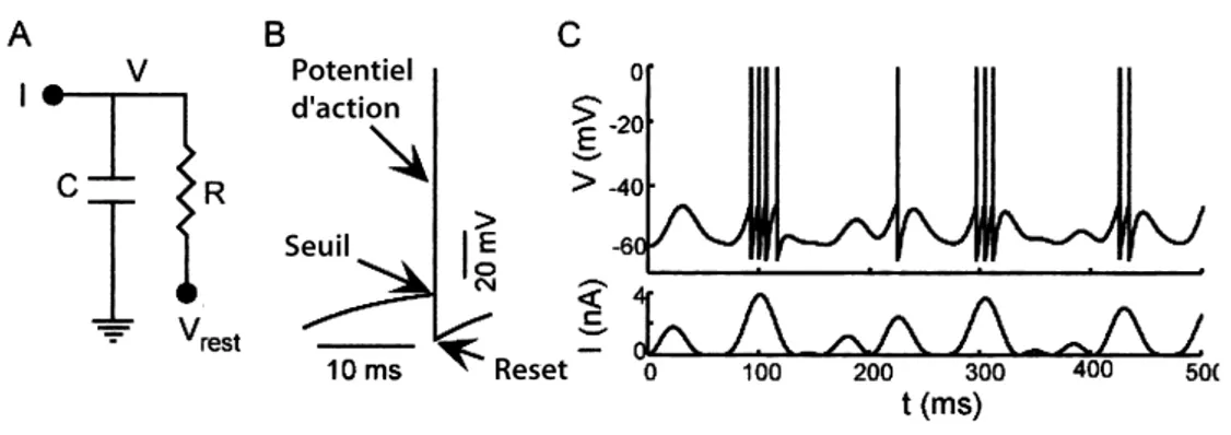 Fig. 1.7 – Le modèle integrate and fire de Lapicque. (A) Le circuit électrique équivalent avec la capacitance de la membrane C et sa résistance R