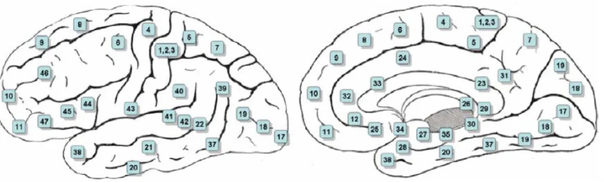 Fig. 1.9 – Découpage anatomique du cerveau en aires de Brodmann. Gauche : vue externe