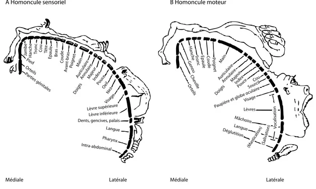Fig. 1.11 – Visualisation de la somatotopie. (A) Les parties du corps humain sont représentées, d’une part à la position qui leur correspond dans le cortex somatosensoriel, et d’autre part, avec une taille proportionnelle à la taille du cortex qui leur est