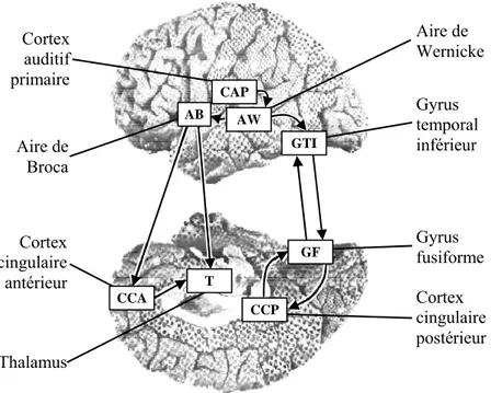 Fig. 2.1 – Réseau d’aires cérébrales impliquées dans une tâche de détection phonémique, d’après Démonet et coll