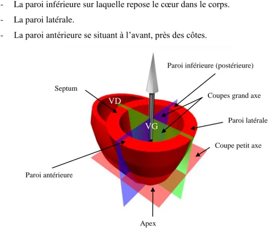 Figure 4-3 Schéma ventricules droits et gauche et plans de coupe. 