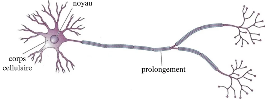 Fig. 2.1 – La cellule nerveuse est capable d’int´ egrer un signal. Elle poss` ede un prolongement pour transmettre ce signal sur une plus ou moins longue distance