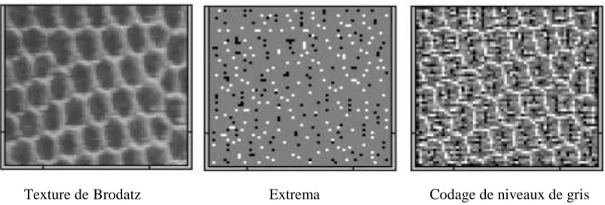 Figure 16 : Texture de Brodatz suivie de son image des extrema ainsi que de son codage de niveau de gris 