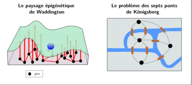 Figure 2.1 – Le paysage épigénétique de Waddington et le problème des septs ponts de Königsberg.