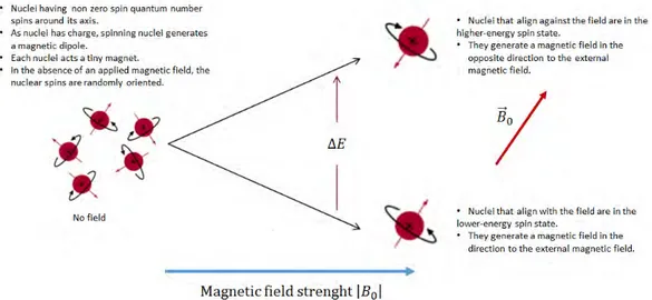 Figure 2.3: NMR-active nucleus behaves like a small magnet when it is placed in an external magnetic field.