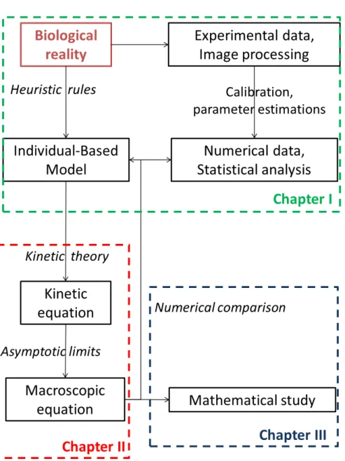 Figure 3: Un diagramme de l’utilisation de la mod´elisation math´ematique pour r´epondre `a une question biologique