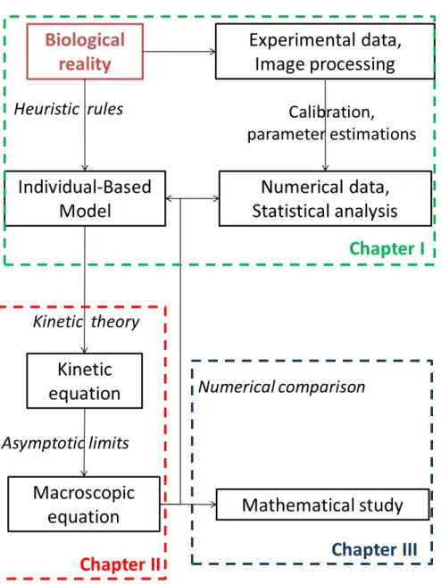 Figure 8: A diagram of the use of mathematical modeling to answer a biological question