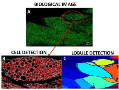 Figure 1.11: (A) 2D Image of a part of mouse sub-cutaneous adipose tissue. Lipid droplets were immunostained for perilipin (green)