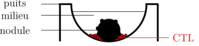 Figure 1 – Schéma d’expérience dans un puits, in vitro, d’un nodule et de CTL. Ainsi, il est difficile d’appréhender cette interaction par des expériences biologiques