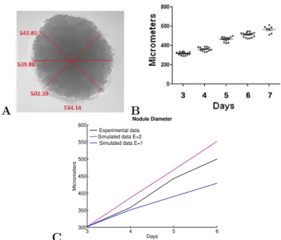 Figure 1.3: Measurement of the diameter of tumor nodules over time. (A) and (B) Experimental results