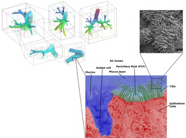 Figure 1.2 - Vue schématique multi-échelles des poumons humain, de la trachée et les premières générations de bronches (' 1cm) jusqu’aux cellules épithéliales (' 5µm).