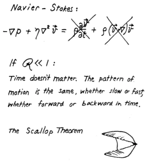 Figure 1.3 - Illustration du théorème de la coquille Saint-Jacques de Purcell [Purcell, 1977]
