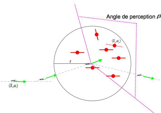 Figure 3.3. mod` ele de piste avec angle de perception : chaque fourmi