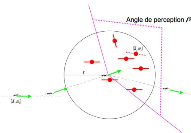 Figure 3.3. mod` ele de piste avec angle de perception : chaque fourmi