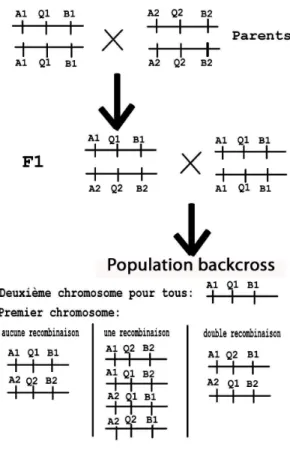 Fig. 4 – Une population backcross