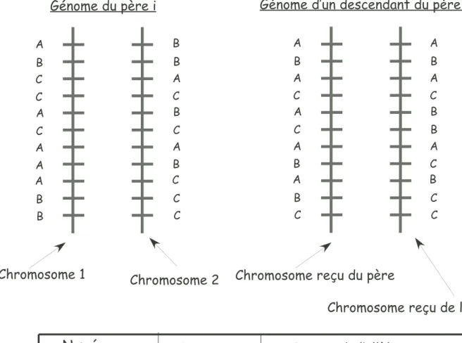 Fig. 6 – Illustration du problème de l’informativité des marqueurs génétiques en popu- popu-lation outbred