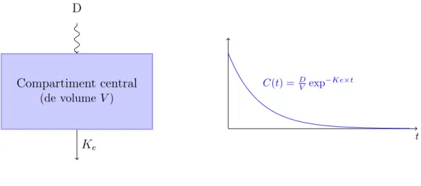 Figure 1.3 – Modèle monocompartimental avec administration IV bolus. Le schéma du modèle est représenté à gauche